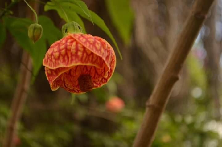 Pousada Linda Flor Acomodação com café da manhã Alto Paraíso de Goiás Exterior foto